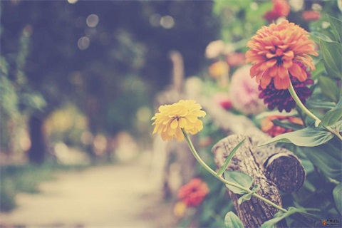 上海虹口區網教專升本優勢是什么?